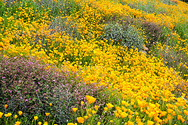 포토 JPG 해외이미지 식물 계절 공원 꽃 여행 백그라운드 꽃무늬 밭 오렌지 자연 하늘 산 풍경 사람없음 야외 초록색 파란색 노란색 환경 계곡 미국 봄 들꽃 사막 시골 신선 황금 언덕 호기심 캘리포니아 양귀비 남쪽 내추럴 해외포토 공공시설 감정 컬러 컨셉 북아메리카 무늬 농업 과일 방향 생태계 파일형식 이미지허브