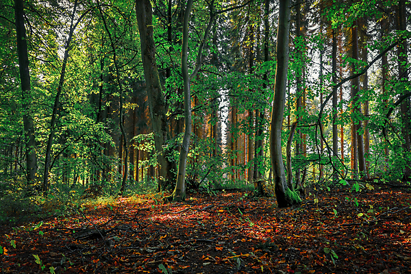 포토 JPG 해외이미지 나무 식물 계절 잎 벤치 자연 아침 날씨 휴가 휴식 그림자 사람없음 야외 목재 초록색 물 빛 강 햇빛 태양 뷰티 노란색 평화 환경 맑음 침묵 일몰 안개 광선 시골 저녁 숲 뿌리 땅바닥 해외포토 주간 자연요소 컬러 컨셉 의자 재료 바닥 노을 소리 야간 생태계 파일형식 이미지허브