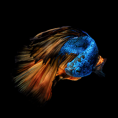 포토 JPG 해외이미지 동물 드레스 야생동물 포즈 백그라운드 모션 자연 추상 어류 미술 사람없음 물 컬러풀 뷰티 우주 검은색 수중 수영 흰색 오픈 고급 우아함 속도 질감 생물학 꼬리 싸움 지느러미 수족관 강렬 고립 이국적 해외포토 자연요소 옷 교육 컬러 컨셉 무늬 문화예술 수중동물 수상스포츠 생태계 파일형식 이미지허브