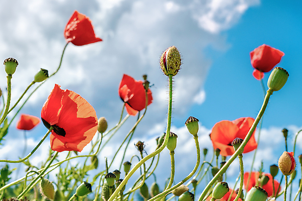 포토 JPG 해외이미지 식물 계절 꽃 줄기 잎 밭 농업 자연 벽지 하늘 친절 사람없음 빨간색 초록색 파란색 햇빛 농장 정원 침묵 일몰 봄 벚꽃 시골 땅 허브 원예 매움 양귀비 향 진홍색 내추럴 해외포토 산업 컬러 취미 태양 노을 소리 맛 생태계 파일형식 이미지허브