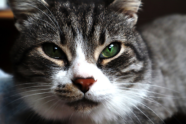 포토 JPG 해외이미지 동물 응시 감정 얼굴 백그라운드 장난 포유류 수염 털 사람없음 반려동물 머리 고양이 외침 회색 흰색 표현 오픈 입 치아 울음 모피 혀 부름 얼룩무늬 솜털 턱 고립 기르기 총구 해외포토 시선 컬러 무늬 모션 표정 신체부위 소리 소화기관 돌봄 파일형식 이미지허브