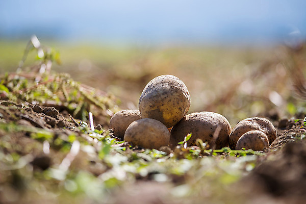포토 JPG 해외이미지 주간 감자 사람없음 야외 아웃포커스 농작물 여러개 소프트포커스 해외포토 자연요소 다수 농업 채소 촬영기법 파일형식 이미지허브