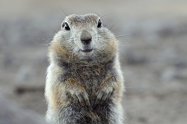 포토 JPG 해외이미지 동물 공원 얼굴 야생동물 여행 포유류 자연 산 털 사람없음 야외 코트 표현 황무지 닫기 설치류 북극 꼬리 사냥 다람쥐 러시아 귀 사냥꾼 북쪽 내추럴 동물상 땅바닥 발톱 시베리아 해외포토 직업 공공시설 유럽 모션 발 바닥 신체부위 조형물 외투 극지방 방향 생태계 파일형식 이미지허브