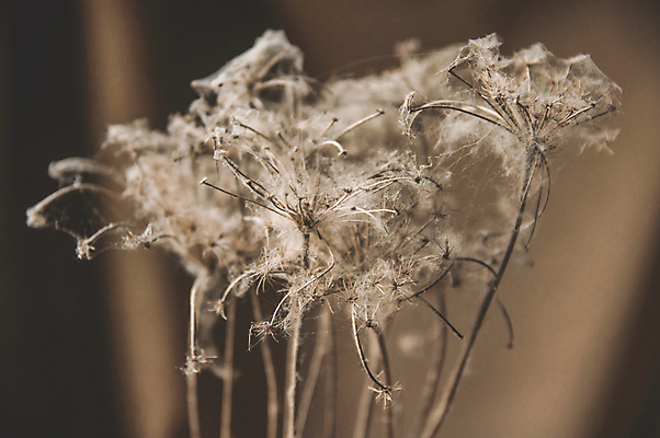 포토 JPG 해외이미지 식물 계절 꽃잎 꽃 야생동물 곤충 백그라운드 컨셉 잎 꽃무늬 패턴 자연 벽지 추상 따뜻함 사람없음 갈색 정원 냉동 활발 젖음 안개 벚꽃 죽음 떨어짐 소프트포커스 실크 거미줄 허브 묘사 질감 보케 부드러움 내추럴 해외포토 동물 컬러 무늬 날씨 촬영기법 직물 감각 생태계 파일형식 이미지허브