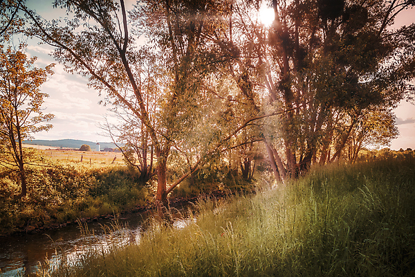 포토 JPG 해외이미지 나무 식물 계절 잎 벤치 부분 자연 아침 날씨 휴식 독일 그림자 사람없음 야외 가로 초록색 물 빛 강 햇빛 태양 뷰티 노란색 환경 맑음 침묵 황혼 안개 나뭇가지 시골 숲 땅 뿌리 장면 지역 내추럴 삼림지대 현상 해외포토 주간 자연요소 유럽 컬러 컨셉 의자 소리 일몰 생태계 파일형식 이미지허브