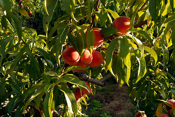 포토 JPG 해외이미지 주간 나뭇잎 사람없음 야외 햇빛 수확 나뭇가지 달콤 복숭아 복사나무 해외포토 자연요소 나무 잎 농업 과일 태양 맛 파일형식 이미지허브