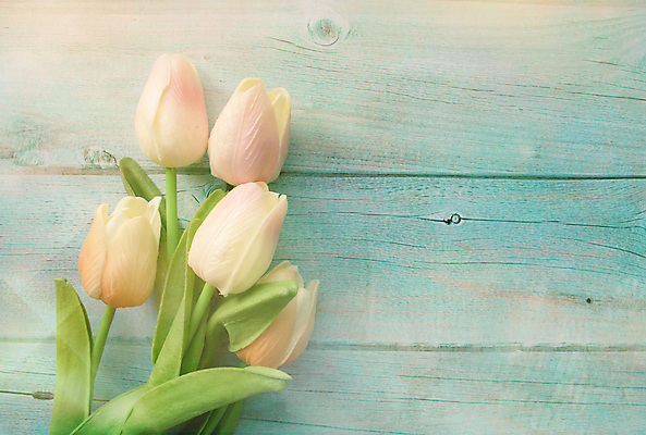 포토 JPG 해외이미지 식물 디자인 꽃 분홍색 꽃다발 결혼 백그라운드 잎 꽃무늬 텍스트 자연 탁자 엄마 휴가 부활절 프레임 발렌타인데이 선물 사랑 사람없음 목재 장식 초록색 물 뷰티 우주 봄 튤립 수확 벚꽃 흰색 시골 축하 신용카드 생일 정상 다발 질감 복고 해외포토 자연요소 나무 계절 기념일 감정 컬러 가구 컨셉 무늬 농업 재료 가족 데이이벤트 이벤트 금융 생태계 파일형식 이미지허브