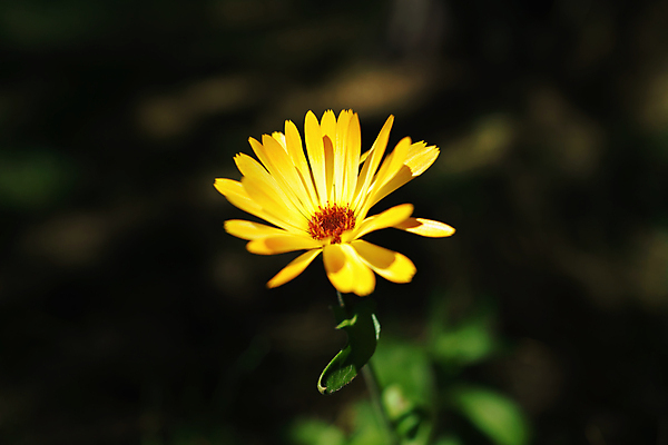 포토 JPG 해외이미지 식물 라이프스타일 계절 줄기 컨셉 잎 성공 새로움 사람없음 가로 햇빛 태양 노란색 새싹 환경 희망 봄 활발 성장 흰색 시골 신선 오픈 발사 5월 시작 원예 생물학 분무기 정맥 파열 개발 떠남 생태학 해외포토 자연요소 교육 감정 컬러 모션 취미 생활 날짜 혈관 파일형식 이미지허브