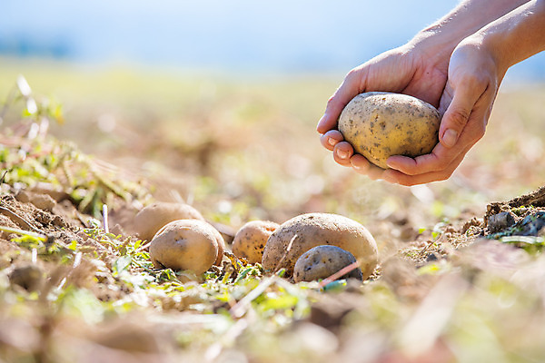 포토 JPG 해외이미지 주간 손 감자 들기 야외 아웃포커스 신체부위 농작물 수확 소프트포커스 해외포토 자연요소 농업 채소 모션 촬영기법 사람 파일형식 이미지허브