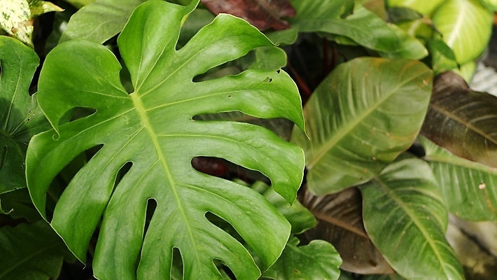 포토 JPG 해외이미지 식물 디자인 계절 공원 백그라운드 잎 꽃무늬 패턴 자연 추상 사람없음 장식 초록색 빛 햇빛 우주 환경 정원 스파 봄 줄무늬 성장 신선 숲 큼 열대우림 에코 질감 내추럴 생태학 이국적 그리너리 해외포토 공공시설 교육 꽃 컬러 무늬 태양 크기 생태계 파일형식 트랜드컬러 이미지허브