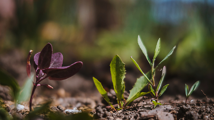포토 JPG 해외이미지 나무 식물 동물 꽃 잎 농업 자연 탁자 조류 손바닥 미술 서기 앉기 이벤트 사람없음 야외 목재 초록색 새싹 흙 성장 그룹 작음 허브 땅바닥 묘목 심기 해외포토 손 산업 컬러 가구 재료 모션 문화예술 바닥 크기 생태계 파일형식 이미지허브