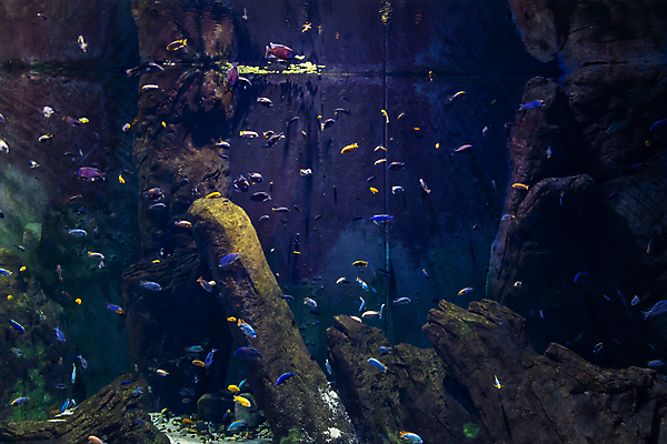 포토 JPG 해외이미지 동물 유럽 야생동물 바다 백그라운드 자연 어류 사람없음 빨간색 물 파란색 컬러풀 뷰티 환경 수중 어둠 산호 작음 큼 암초 수족관 폴란드 내추럴 깊이 브로츠와프 이국적 해외포토 자연요소 나라 컬러 수중동물 자포동물 크기 생태계 파일형식 이미지허브