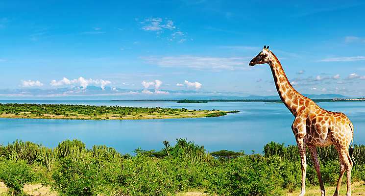 포토 JPG 해외이미지 나무 동물 구름 공원 야생동물 아프리카 자연 하늘 산 파노라마 풍경 사람없음 초록색 물 파란색 강 햇빛 환경 맑음 침묵 숲 기린 사파리 언덕 생태학 우간다 전국 수평선 해외포토 자연요소 식물 공공시설 교육 나라 컬러 포유류 날씨 촬영기법 태양 소리 생태계 파일형식 이미지허브