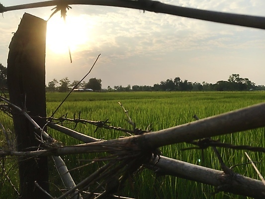 포토 JPG 해외이미지 식물 계절 아시아 음식 백그라운드 농업 오렌지 태국 자연 하늘 밥 사람없음 야외 초록색 햇빛 태양 농장 일출 환경 일몰 시골 신선 저녁 땅 내추럴 논밭 밭일 해외포토 자연요소 나라 산업 컬러 밭 과일 논 노을 야간 생태계 파일형식 이미지허브