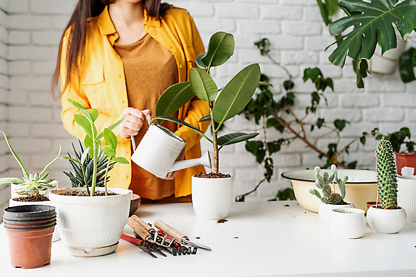 포토 JPG 해외이미지 여자 화분 잎 선인장 실내 한명 상반신 성인 노란색 물뿌리개 물주기 성인여자한명만 홈가드닝 해외포토 식물 1 컬러 모션 사람 내부 원예 여자한명만 성인여자만 파일형식 이미지허브