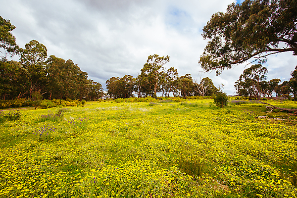 포토 JPG 해외이미지 나무 식물 라이프스타일 꽃 스포츠 자국 사람없음 초록색 태양 맑음 자전거 호주 언덕 순환 오르기 먼지 굴곡 멜버른 산악자전거 해외포토 자연요소 컬러 모션 날씨 생활 바이크 오세아니아 파일형식 이미지허브