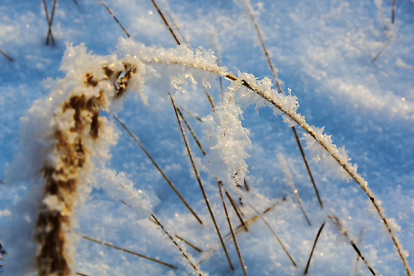 포토 JPG 해외이미지 식물 계절 꽃 백그라운드 겨울 자연 지팡이 옥수수 사람없음 야외 목재 파란색 빛 뷰티 환경 맑음 냉동 얼음 일몰 추위 백발 흰색 나뭇가지 눈송이 소프트포커스 12월 크리스탈 녹차 밀 날씬함 묘사 서리 러시아 부드러움 온도 솜털 눈내림 겨울풍경 해외포토 자연요소 나무 헤어스타일 유럽 컬러 재료 날씨 곡류 눈_날씨 촬영기법 풍경 차_음료 노을 감각 날짜 광석 몸매 생태계 파일형식 이미지허브