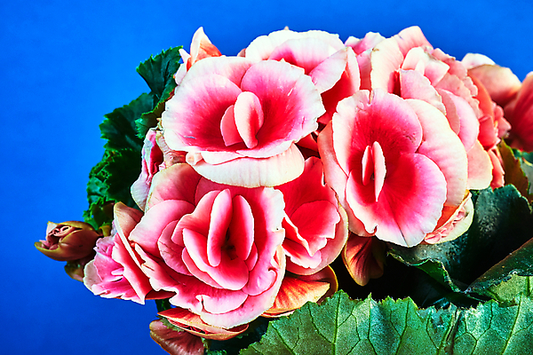 포토 JPG 해외이미지 식물 계절 꽃잎 꽃 유럽 줄기 낙엽 잎 자연 사람없음 빨간색 파란색 정원 폴란드 해외포토 나라 컬러 생태계 파일형식 이미지허브