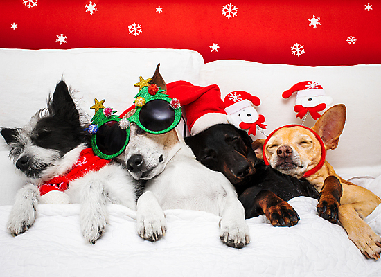 포토 JPG 해외이미지 겨울 여러마리 산타모자 휴식 실내 사람없음 선글라스 눕기 귀여움 침대 머리띠 잠 개 편안함 해외포토 모자_잡화 계절 안경 가구 다수 컨셉 크리스마스 장신구 포유류 모션 내부 감각 파일형식 이미지허브