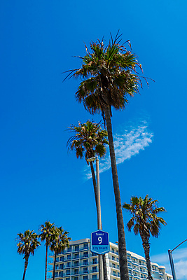 포토 JPG 해외이미지 나무 식물 구름 바다 여행 백그라운드 잎 자연 벽지 하늘 추상 휴가 휴식 천사 따뜻함 손바닥 풍경 사람없음 건물 초록색 물 여름 파란색 햇빛 태양 뷰티 맑음 봄 뜨거움 복고 캘리포니아 장면 코코넛 남쪽 내추럴 로스앤젤레스 이국적 파라다이스 해외포토 자연요소 건축물 손 계절 컬러 컨셉 무늬 과일 날씨 미국 방향 생태계 파일형식 이미지허브