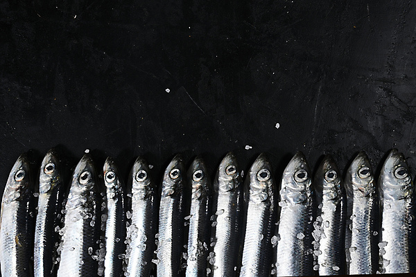 포토 JPG 해외이미지 음식 바다 백그라운드 다이어트 재료 자연 낚시 건강 어류 요리 사람없음 주방 검은색 식사 저녁식사 추위 신선 잡기 시장 은색 작음 지중해 해산물 향신료 오브젝트 날것 고등어 어장 내추럴 생식 절임 짠맛 많음 해외포토 컬러 컨셉 모션 레저 수중동물 맛 크기 생태계 향미료 파일형식 이미지허브