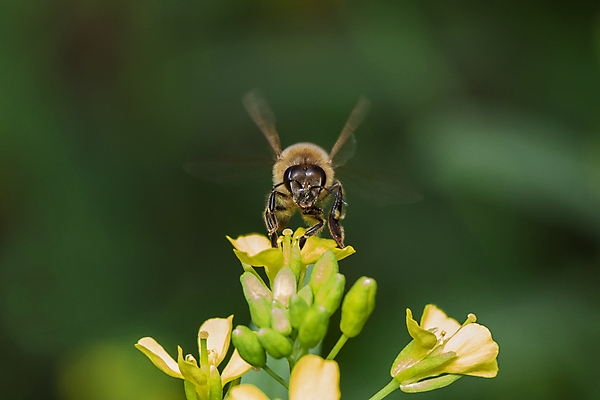 포토 JPG 해외이미지 식물 동물 계절 꽃 야생동물 곤충 백그라운드 잎 꽃무늬 밭 농업 날개 자연 노동자 안테나 사람없음 초록색 여름 뷰티 노란색 정원 봄 벚꽃 흰색 닫기 달콤 벌레 꿀벌 작음 수분 벌 수집 묘사 꽃가루 꿀 찌르기 내추럴 해외포토 직업 산업 컬러 무늬 통신 모션 맛 벌_곤충 크기 가루 생태계 파일형식 이미지허브