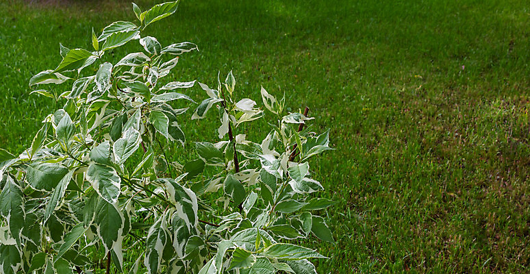 포토 JPG 해외이미지 나무 식물 계절 공원 꽃 백그라운드 잎 꽃무늬 자연 추상 풍경 사람없음 야외 장식 초록색 여름 햇빛 환경 정원 봄 성장 흰색 나뭇가지 신선 선택 소프트포커스 관목 유기농 원예 질감 상아 내추럴 해외포토 웰빙 공공시설 컬러 컨셉 무늬 촬영기법 취미 태양 생태계 파일형식 이미지허브