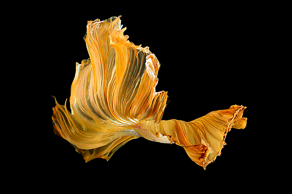 포토 JPG 해외이미지 동물 디자인 아시아 야생동물 포즈 백그라운드 오렌지 모션 태국 자연 추상 어류 미술 취미 사람없음 장식 물 반려동물 컬러풀 뷰티 우주 검은색 수중 수영 희망 고급 꼬리 싸움 지느러미 수족관 강렬 고립 이국적 팝 해외포토 자연요소 감정 나라 컬러 컨셉 무늬 과일 문화예술 수중동물 수상스포츠 생태계 파일형식 이미지허브