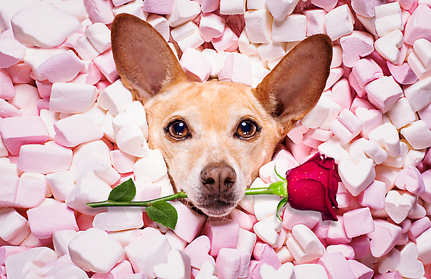 포토 JPG 해외이미지 분홍색 사랑 사람없음 반려동물 장미 하트 강아지 물기 치와와 묻힘 해외포토 모양 동물 꽃 감정 컬러 모션 개 파일형식 이미지허브