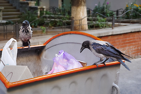 포토 JPG 해외이미지 동물 응시 음식 조류 아침 거리 종류 앉기 사람없음 쓰레기통 도시 쓰레기 폐기물 컨테이너 버리기 배고픔 문제 까마귀 낭비 수유 해외포토 주간 시선 산업 컨셉 모션 파일형식 이미지허브
