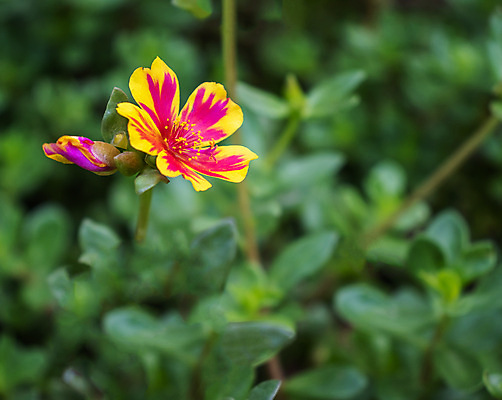 포토 JPG 해외이미지 식물 계절 꽃잎 꽃 분홍색 백그라운드 꽃무늬 오렌지 자연 국화 사랑 사람없음 야외 장식 빨간색 초록색 빛 컬러풀 뷰티 노란색 정원 보라색 봄 활발 벚꽃 떨어짐 계획 작음 녹색배경 내추럴 강렬 해외포토 감정 컬러 컨셉 무늬 과일 크기 생태계 파일형식 이미지허브
