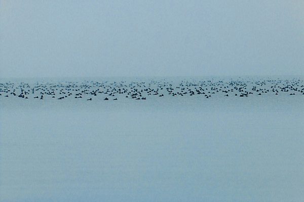 포토 JPG 해외이미지 나무 식물 계절 호수 야생동물 바다 여행 백그라운드 자연 조류 하늘 아침 오리 사람없음 야외 목재 물 파란색 빛 컬러풀 뷰티 반사 평화 일출 환경 일몰 봄 새벽 추위 안개 연못 숲 내추럴 뿌연 해외포토 주간 자연요소 동물 컬러 컨셉 재료 날씨 노을 생태계 파일형식 이미지허브