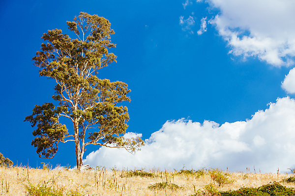 포토 JPG 해외이미지 나무 잎 자연 풍경 사람없음 야외 빛 울타리 햇빛 태양 노란색 맑음 일몰 안개 가을 호주 언덕 해외포토 자연요소 식물 계절 컬러 날씨 담장 노을 오세아니아 생태계 파일형식 이미지허브