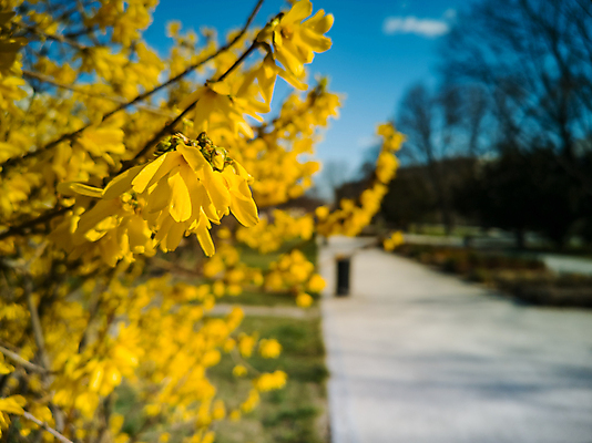 포토 JPG 해외이미지 나무 식물 계절 공원 꽃 유럽 길 잎 자연 하늘 사람없음 야외 파란색 컬러풀 뷰티 노란색 정원 벚꽃 나뭇가지 황금 작음 오솔길 폴란드 내추럴 브로츠와프 해외포토 공공시설 나라 컬러 크기 생태계 파일형식 이미지허브