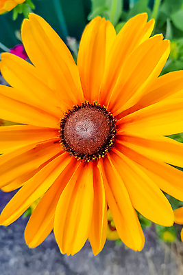 포토 JPG 해외이미지 식물 계절 공원 꽃잎 꽃 백그라운드 잎 꽃무늬 밭 자연 하늘 해바라기 잔디 사람없음 야외 장식 빨간색 초록색 파란색 빛 컬러풀 태양 뷰티 노란색 정원 맑음 봄 벚꽃 신선 개화 원예 내추럴 해외포토 자연요소 공공시설 컬러 무늬 농업 날씨 취미 생태계 파일형식 이미지허브
