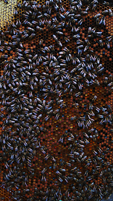 포토 JPG 해외이미지 식물 동물 접시 음식 곤충 패턴 밭 채소 과일 재료 탁자 요리 씨앗 앉기 사람없음 초록색 쌓기 흙 뜨개질 꿀벌 큼 낟알 벌 질감 꿀 벌집 양모 밀랍 양봉장 왁스 많음 슈퍼푸드 해외포토 식기 컬러 가구 컨셉 무늬 농업 모션 취미 직물 벌_곤충 크기 건강식품 파일형식 이미지허브