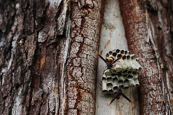 포토 JPG 해외이미지 나무 식물 동물 백그라운드 자연 표면 사람없음 건물 목재 갈색 환경 소나무 거친 둥지 보호 숲 벌 묘사 질감 감사 나무껍질 찌르기 내추럴 해외포토 건축물 감정 컬러 곤충 컨셉 재료 모션 껍질 생태계 파일형식 이미지허브