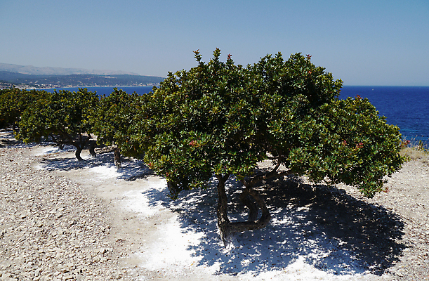 포토 JPG 해외이미지 나무 사람없음 지중해 그리스 잇몸 해외포토 식물 유럽 바다 신체 파일형식 이미지허브