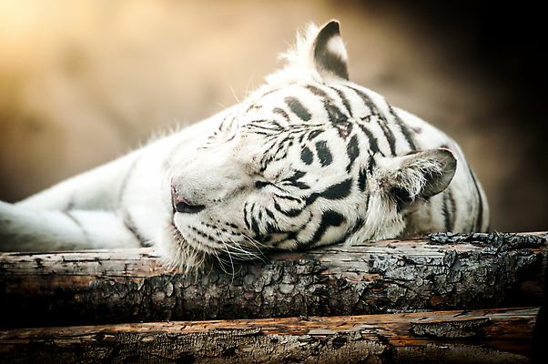 포토 JPG 해외이미지 주간 한마리 야생동물 동물원 근접촬영 사람없음 야외 햇빛 잠 맹수 나무토막 백호 해외포토 자연요소 동물 1 뷰포인트 태양 호랑이 파일형식 사방신 이미지허브