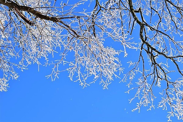 포토 JPG 해외이미지 나무 식물 계절 공원 백그라운드 겨울 자연 하늘 사람없음 야외 햇빛 태양 맑음 얼음 추위 흰색 나뭇가지 숲 질감 해외포토 자연요소 공공시설 컬러 날씨 생태계 파일형식 이미지허브