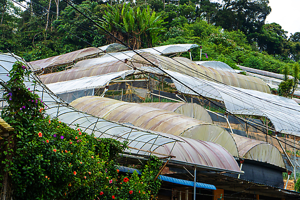 포토 JPG 해외이미지 주간 사람없음 야외 시골 가득함 비닐하우스 해외포토 자연요소 농업 파일형식 이미지허브