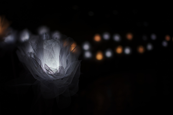 포토 JPG 해외이미지 디자인 계절 꽃 백그라운드 크리스마스 꽃무늬 추상 새로움 사람없음 장식 빛 컬러풀 노란색 정원 어둠 방 흰색 축하 항아리 야간 소프트포커스 연도 보케 블러 핸드메이드 해외포토 자연요소 식물 기념일 컬러 컨셉 무늬 촬영기법 도자기 파일형식 이미지허브