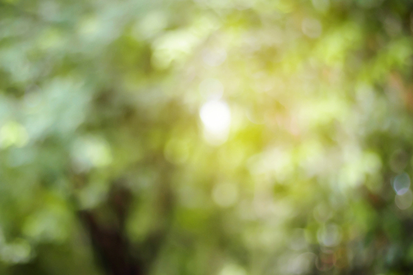 포토 JPG 해외이미지 나무 템플릿 디자인 계절 종이 백그라운드 컨셉 잎 패턴 자연 벽지 추상 미술 경사 사람없음 그래픽 장식 초록색 빛 컬러풀 뷰티 우주 맑음 페인트 소프트포커스 질감 보케 부드러움 녹색배경 내추럴 블러 효과 해외포토 식물 컬러 무늬 날씨 문화예술 촬영기법 감각 생태계 파일형식 이미지허브