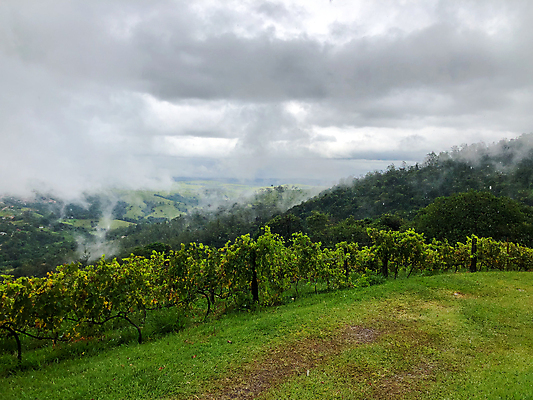 포토 JPG 해외이미지 나무 식물 음료 음식 여행 잎 밭 농업 과일 자연 하늘 포도 산 파노라마 사람없음 초록색 농장 와인 계곡 수확 안개 시골 오스트리아 언덕 포도밭 포도나무 브라질 남쪽 숙성 양조장 토스카나 세련 해외포토 유럽 산업 컬러 날씨 주류 촬영기법 이탈리아 남아메리카 과일나무 방향 생태계 파일형식 이미지허브