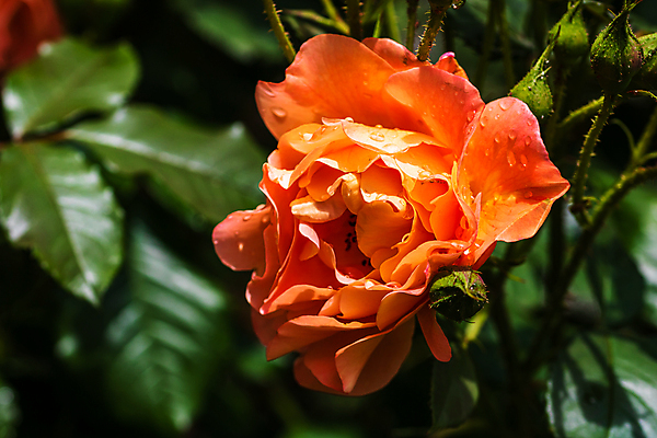 포토 JPG 해외이미지 식물 계절 공원 기념일 꽃잎 꽃 꽃다발 백그라운드 잎 꽃무늬 오렌지 자연 발렌타인데이 사랑 사람없음 야외 장식 초록색 컬러풀 햇빛 뷰티 장미 정원 봄 벚꽃 신선 열정 내추럴 고립 해외포토 공공시설 감정 컬러 무늬 과일 데이이벤트 이벤트 태양 생태계 파일형식 이미지허브