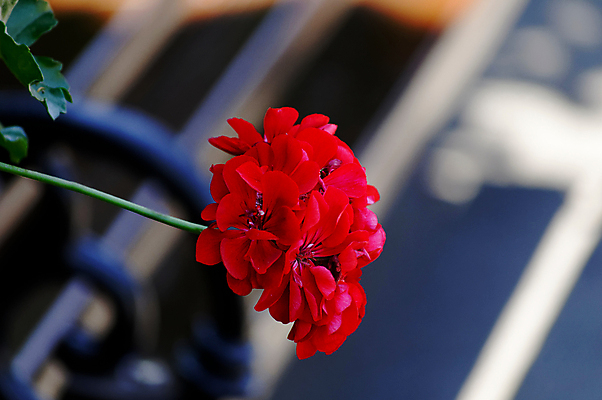 포토 JPG 해외이미지 식물 동물 계절 꽃잎 꽃 곤충 백그라운드 밭 날개 자연 사람없음 야외 빨간색 초록색 여름 뷰티 환경 정원 봄 흰색 도시 개화 작음 수분 벌 싱글 흰배경 유기농 바쁨 꽃가루 꿀 찌르기 꽃수술 생태학 많음 해외포토 웰빙 교육 컬러 컨셉 농업 모션 크기 가루 생태계 파일형식 이미지허브