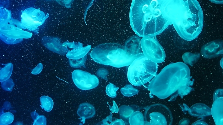 포토 JPG 해외이미지 여러마리 사람없음 파란색 바닷속 수중동물 자포동물 해파리 해외포토 동물 컬러 다수 수중 파일형식 이미지허브