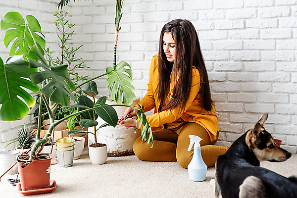 포토 JPG 해외이미지 전신 여자 화분 반려견 잎 실내 한명 앉기 성인 노란색 강아지 분무기 닦기 성인여자한명만 홈가드닝 해외포토 식물 1 컬러 모션 사람 내부 반려동물 개 원예 여자한명만 성인여자만 파일형식 이미지허브