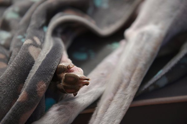 포토 JPG 해외이미지 동물 여유 겨울 신체 포유류 발 주택 실내 따뜻함 사람없음 옆모습 반려동물 기댐 추위 덮개 흰색 침대 잠 고급 닫기 개 담요 손톱 날씬함 근육질 발가락 시트 거짓말 돌봄 양털 안락 해외포토 손 계절 감정 뷰포인트 컬러 가구 컨셉 모션 근육 내부 건물 신체부위 뚜껑 몸매 파일형식 이미지허브