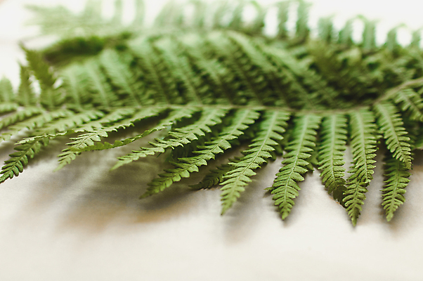 포토 JPG 해외이미지 나무 식물 디자인 계절 꽃 줄기 백그라운드 잎 꽃무늬 패턴 자연 프레임 손바닥 사람없음 장식 초록색 유행 정원 봄 성장 흰색 나뭇가지 신선 플랫 숲 열대우림 묘사 질감 레이아웃 머리위 내추럴 고립 양치류 이국적 정물화 힙스터 그리너리 미니멀 해외포토 손 패션 컬러 무늬 그림 생태계 파일형식 트랜드컬러 이미지허브